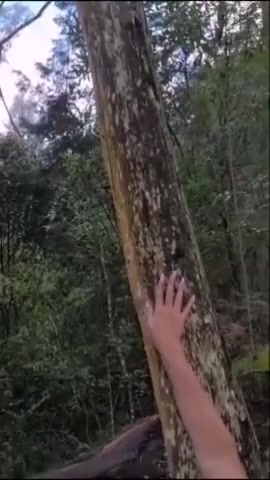 Thumbnail for EmmilyKhan's Premium Video In the forest looking for my big bad wolf, will it be you?