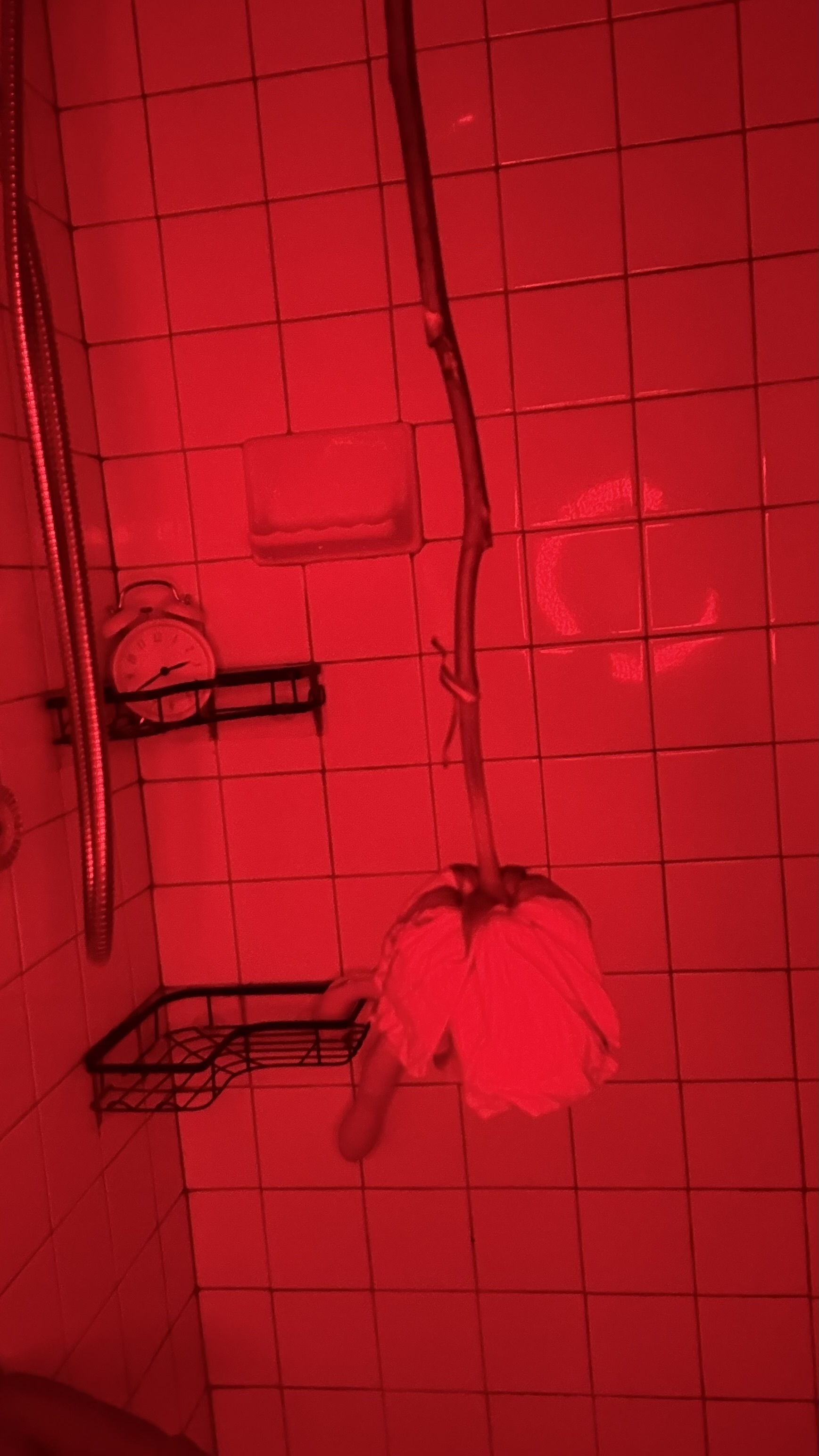 VegaVyxen_22 picture 3